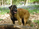 Estrela Mountain dog in the forest