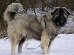 Estrela Mountain dog in the snow