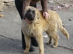 Estrela Mountain dog with the owner