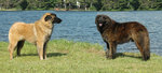Estrela Mountain dogs near the water