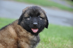 Estrela Mountain puppy