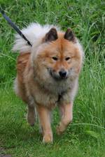 Eurasier dog for a walk