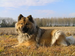 Eurasier dog in the field