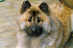 Eurasier dog looking at you