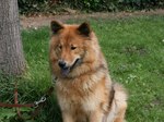 Eurasier dog on the grass