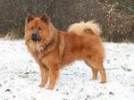 Eurasier dog on the snow