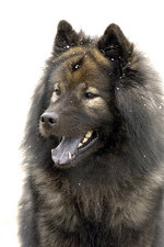 Eurasier dog portrait