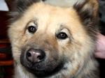 Eurasier puppy face