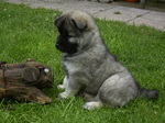 Eurasier puppy on the grass