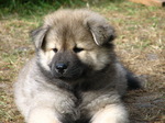 Eurasier puppy