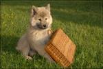 Eurasier puppy with a basket