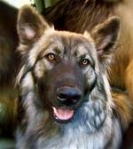 Face of American Alsatian