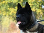 Face of black American Akita