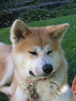 Fawn Akita Inu