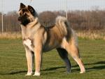 Fawn American Akita dog - Rocky