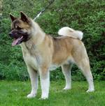 Fawn American Akita