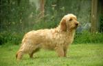 Fawn Basset Fauve de Bretagne dog