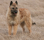 Fawn Belgian Shepherd Dog (Laekenois) dog