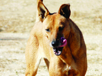 Fawn Carolina Dog