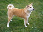 Fawn colors Akita Inu