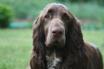 Field Spaniel dog face