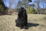 Field Spaniel dog in the meadow