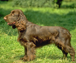 Field Spaniel dog side view