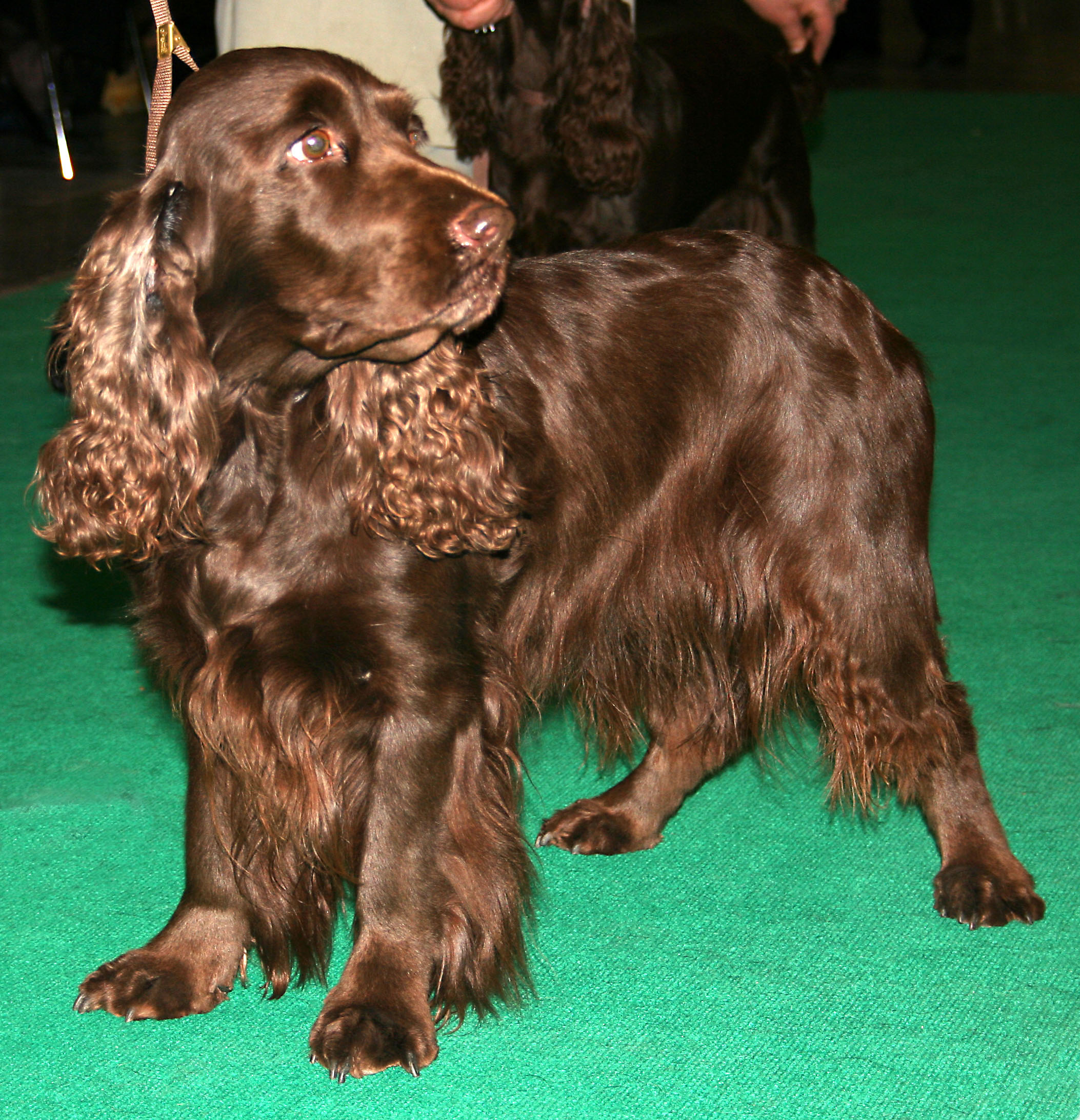 Field Spaniel wallpaper