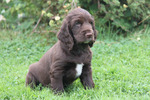 Field Spaniel puppy