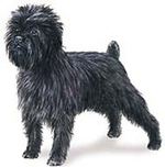 Figure Affenpinscher