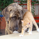 Fila Brasileiro dog and a cat