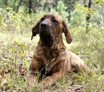 Fila Brasileiro dog in the grass