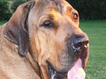 Fila Brasileiro face