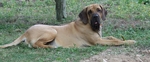 Fila Brasileiro