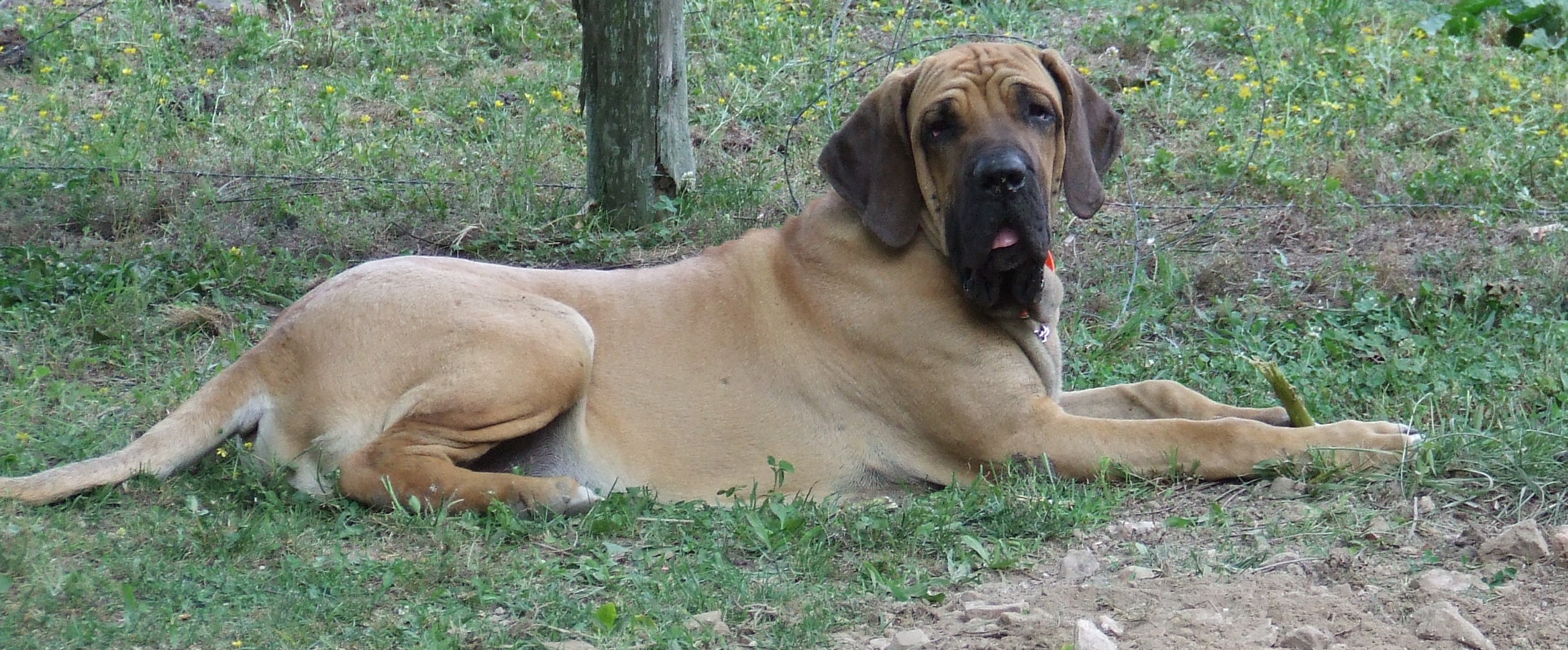 Fila Brasileiro wallpaper