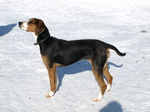 Finnish Hound dog in the snow