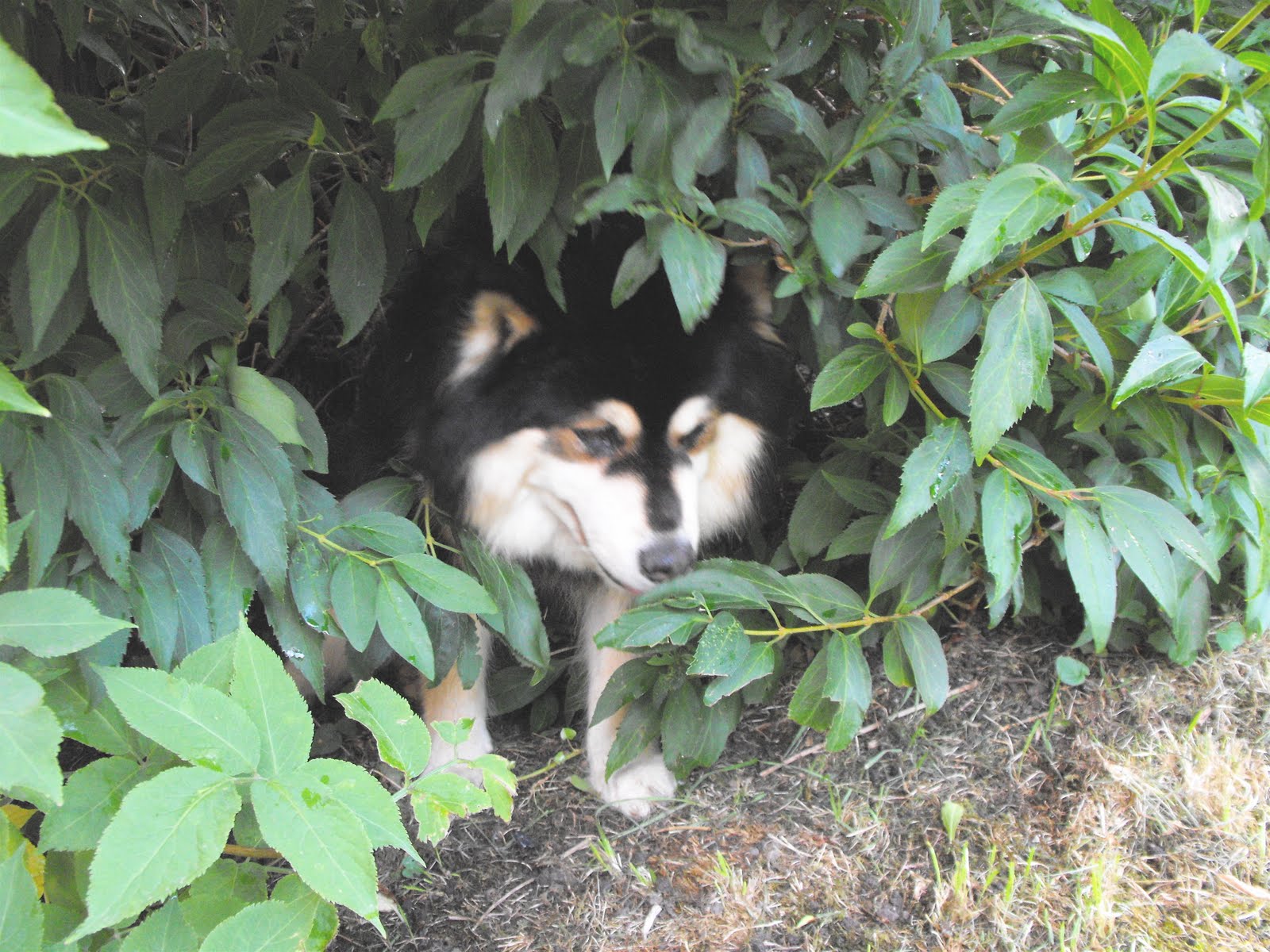 Finnish Lapphund dog in the bushes wallpaper