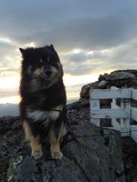 Finnish Lapphund dog on the mountain