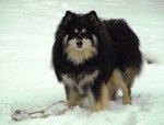Finnish Lapphund dog on the snow 
