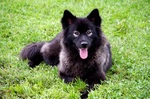 Finnish Lapphund 