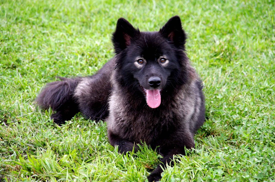 Finnish Lapphund wallpaper