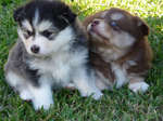 Finnish Lapphund puppies