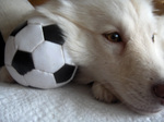 Finnish Lapphund with a ball