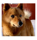 Finnish Spitz dog face