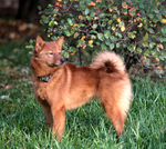 Finnish Spitz in the forest