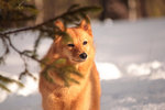 Finnish Spitz on the snow