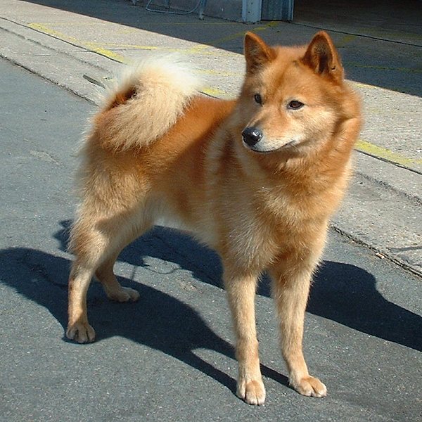 Finnish Spitz wallpaper