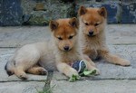 Finnish Spitz puppies