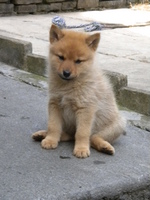 Finnish Spitz puppy