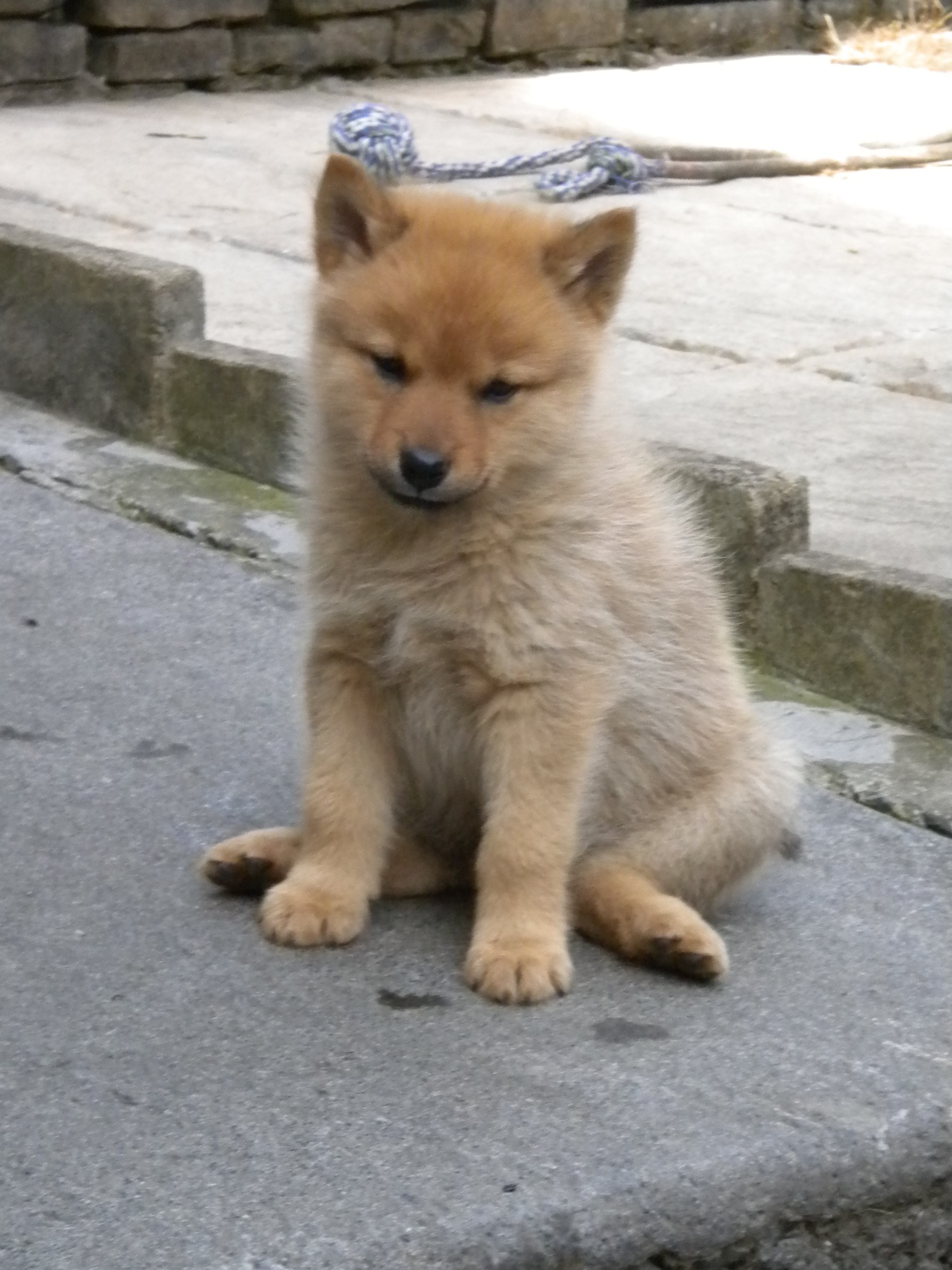 Finnish Spitz Photos And Wallpapers The Beautiful Finnish Spitz Pictures